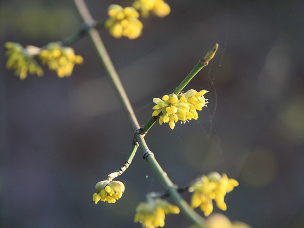 Fruehling 2009   021.jpg